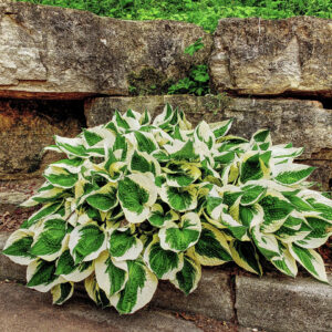 hosta-plant-exterior-landscape-shrine-our-lady-guadalupe-church-la-crosse-wisconsin-gallery Hosta leaves blooming on the grounds of Our Lady of Guadalupe Shrine in La Crosse, Wisconsin.