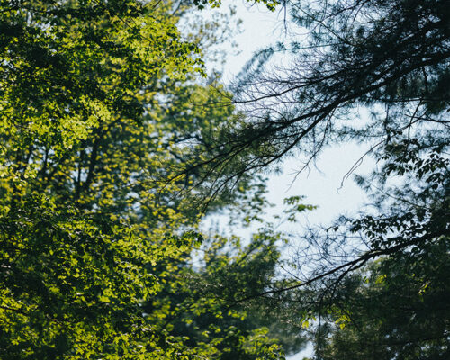 Forest and sky view from Shrine Pilgrim Path Forest and sky view from Shrine Pilgrim Path