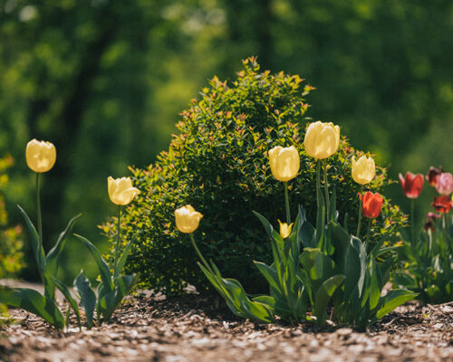 Spring Tulips Planted at the Guadalupe Shrine Spring Tulips Planted at the Guadalupe Shrine