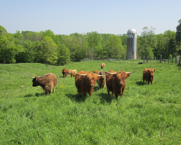 Scottish Highlander cattle Scottish Highlander cattle